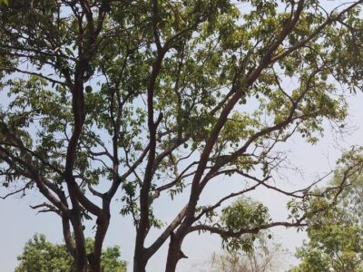 200 Sqyds plot for sale at shamshabad