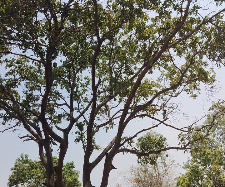 200 Sqyds plot for sale at shamshabad
