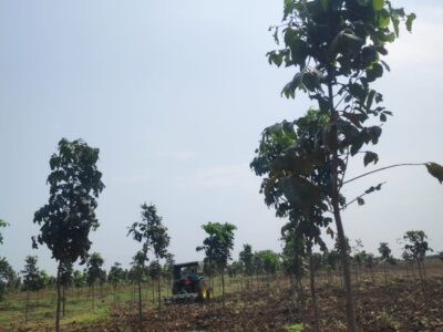 Farm House Plots
