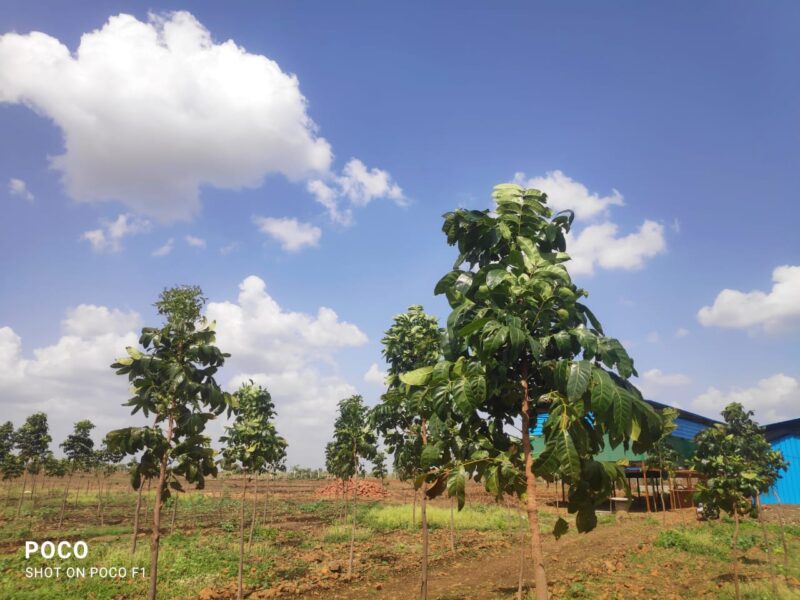 Farm House Plots