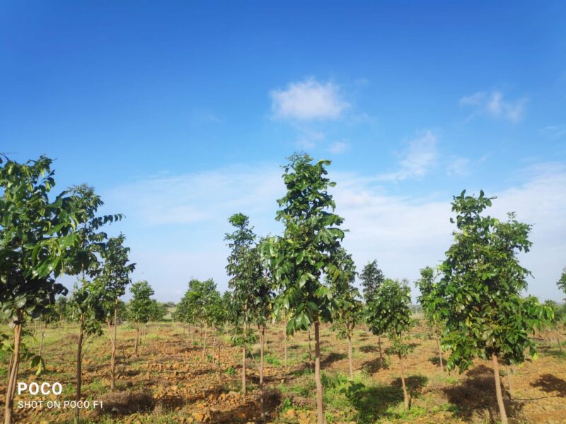 Farm House Plots