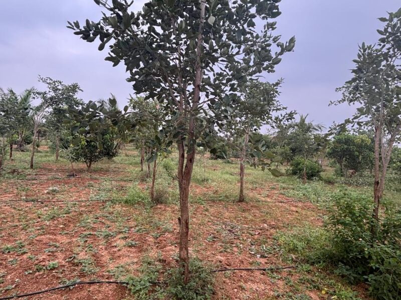 Vijayawada hiway farm land plots sale