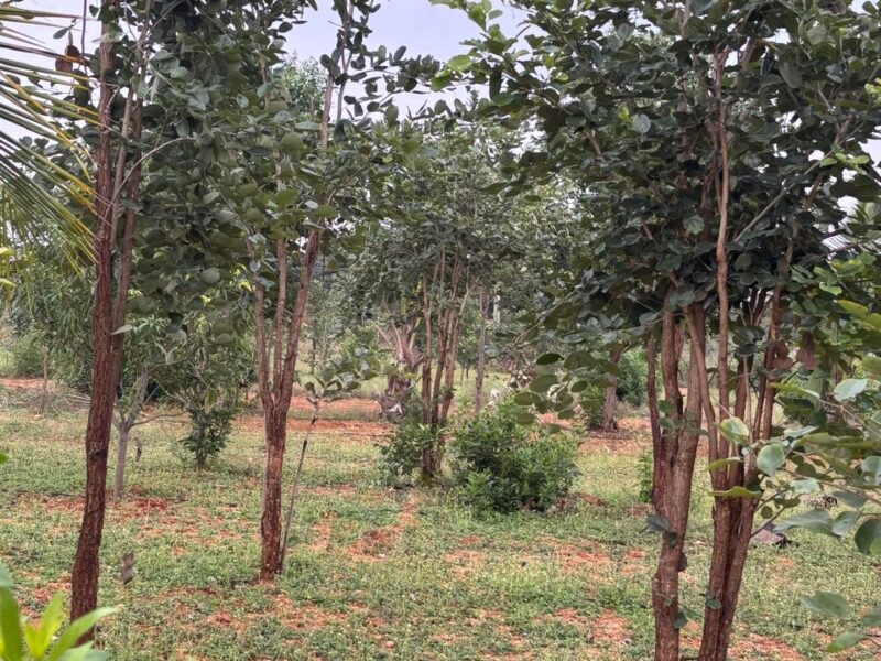 Vijayawada hiway farm land plots sale